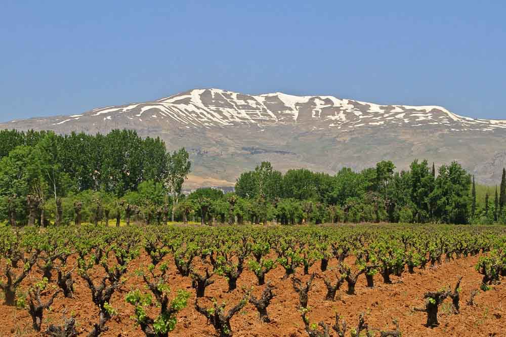 Vineyard with green vines in the foreground, lush trees in the middle, and a snow-capped mountain under a clear blue sky in the background, conveying tranquility.