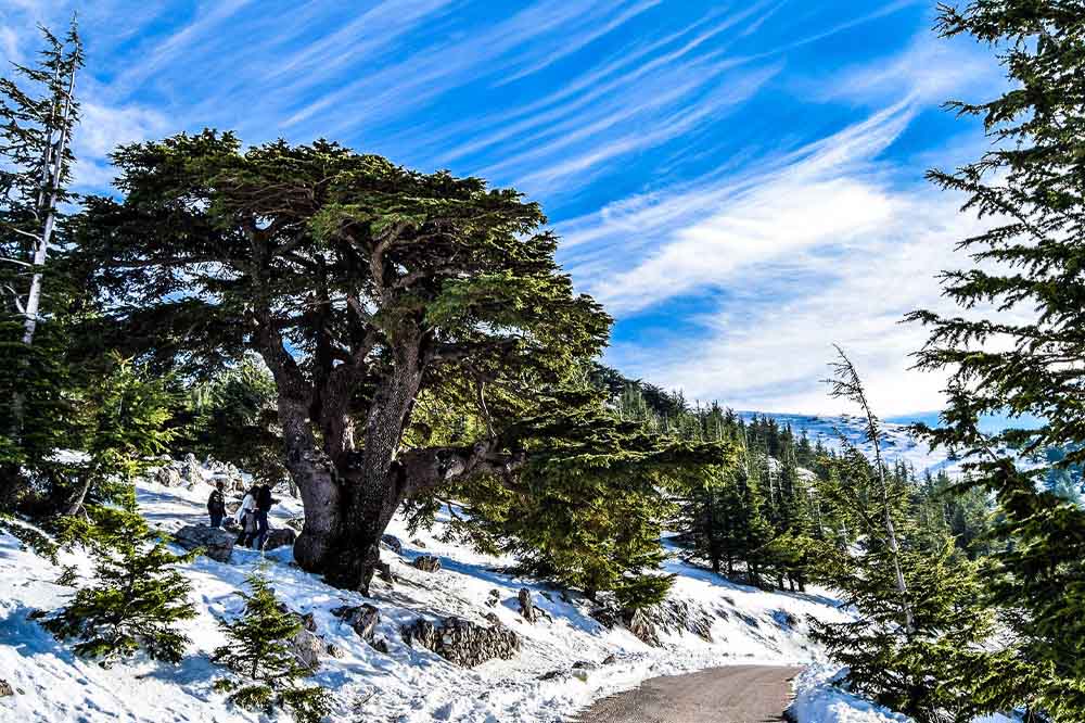 Snow-covered landscape with a large tree under a vibrant blue sky streaked with wispy clouds. Two people stand nearby, suggesting exploration and serenity.