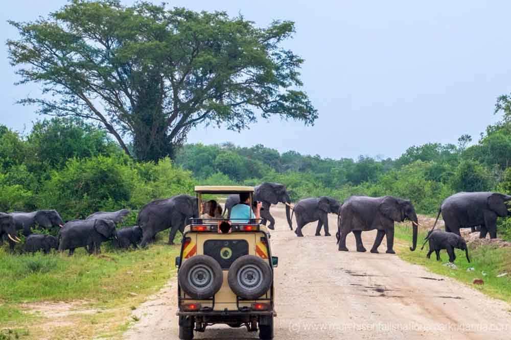 A safari vehicle drives along a dirt road in Yala National Park, with elephants grazing in the background.