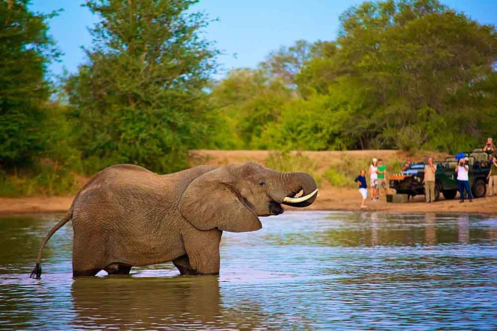 An elephant wades through a shallow river surrounded by lush trees. In the background, a group of people with cameras observe from the riverbank, creating a sense of wonder.